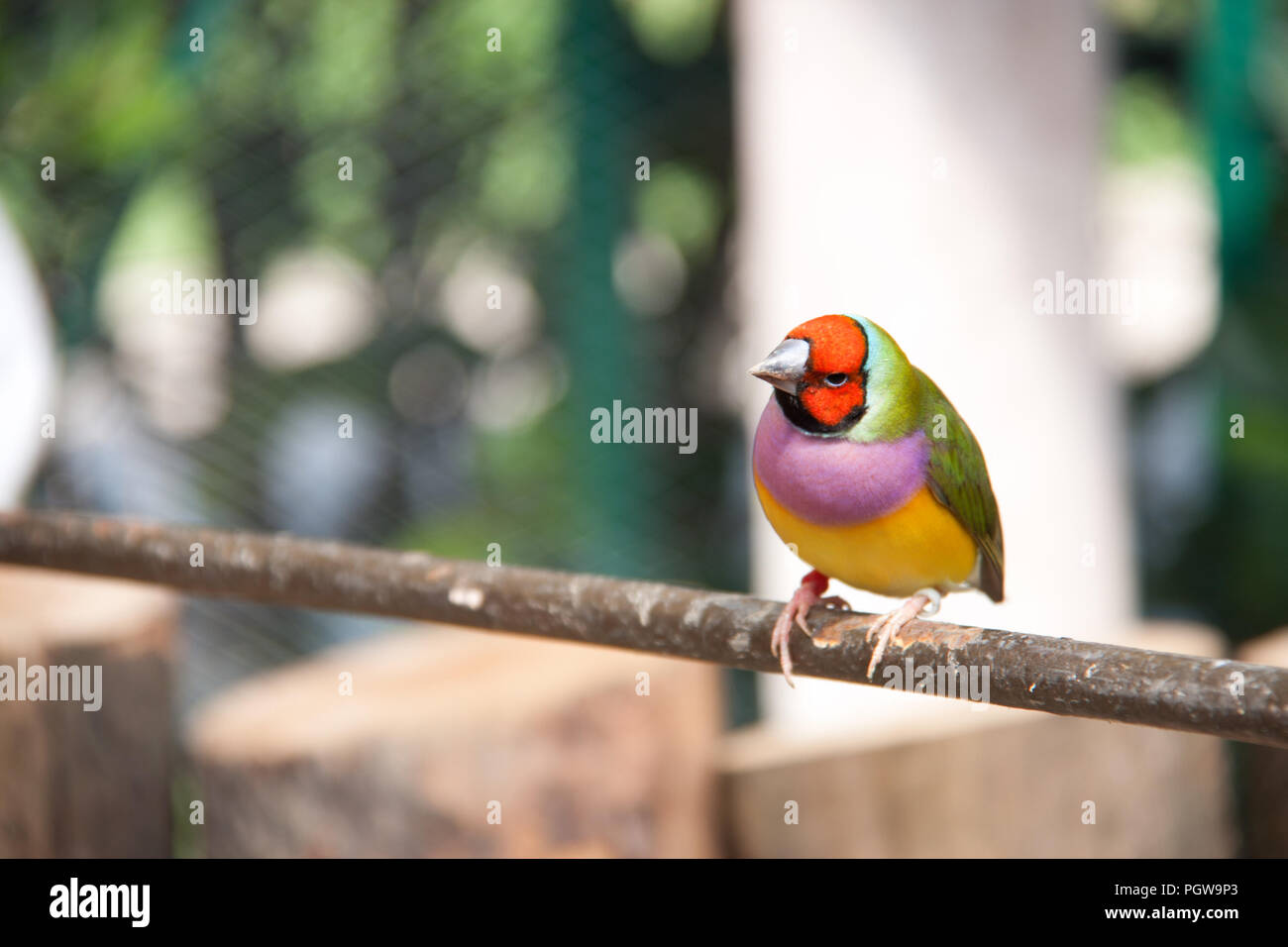 L'Gouldian finch ou Erythrura gouldiae, homme, aka the Lady Gouldian Finch, Goulds finch ou l'arc en ciel finch Banque D'Images