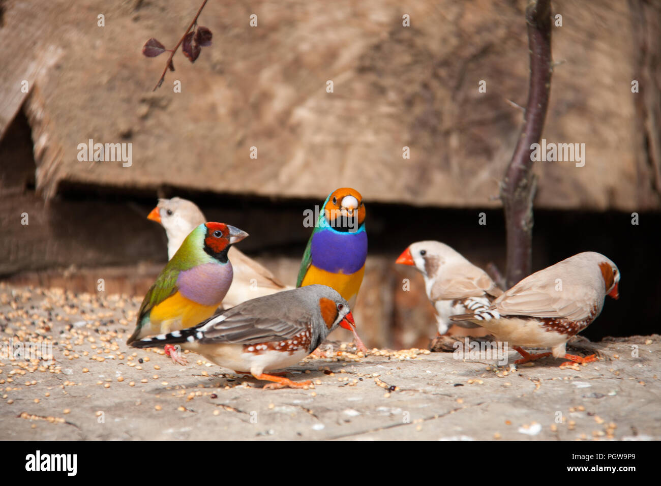 L'Gouldian finch ou Erythrura gouldiae, homme, aka the Lady Gouldian Finch, Goulds finch ou l'arc en ciel finch Banque D'Images