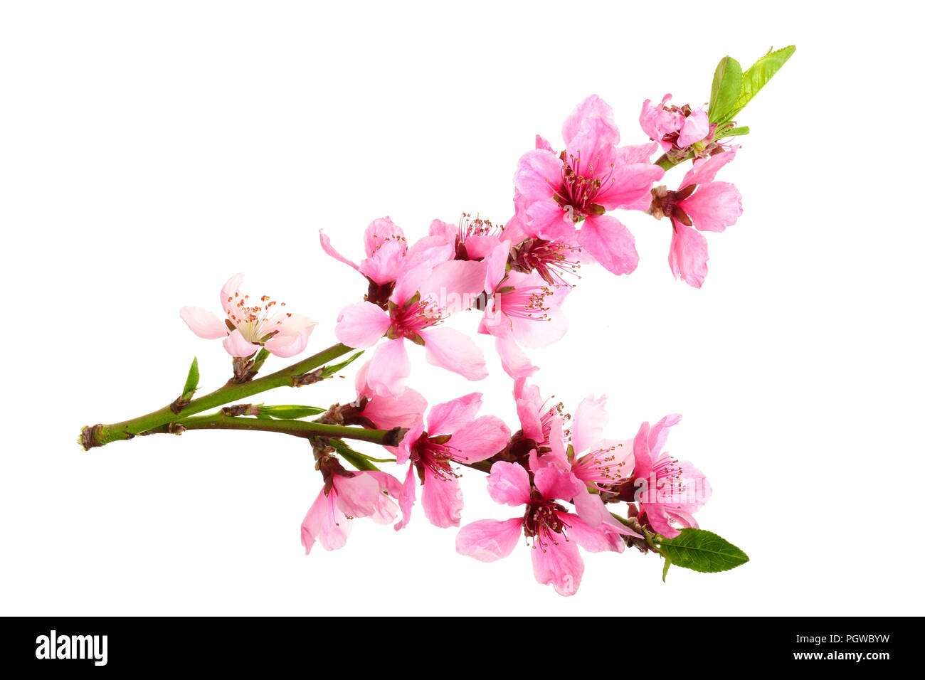 Fleur de cerisier, fleurs de Sakura isolé sur fond blanc Banque D'Images