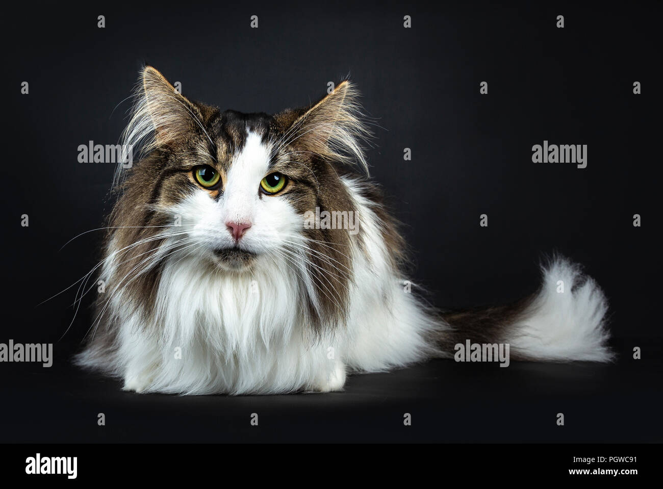 Beau noir paresseux tabby avec blanc chat norvégien fixant Vue de face à la ligne droite à lens, isolé sur fond noir Banque D'Images