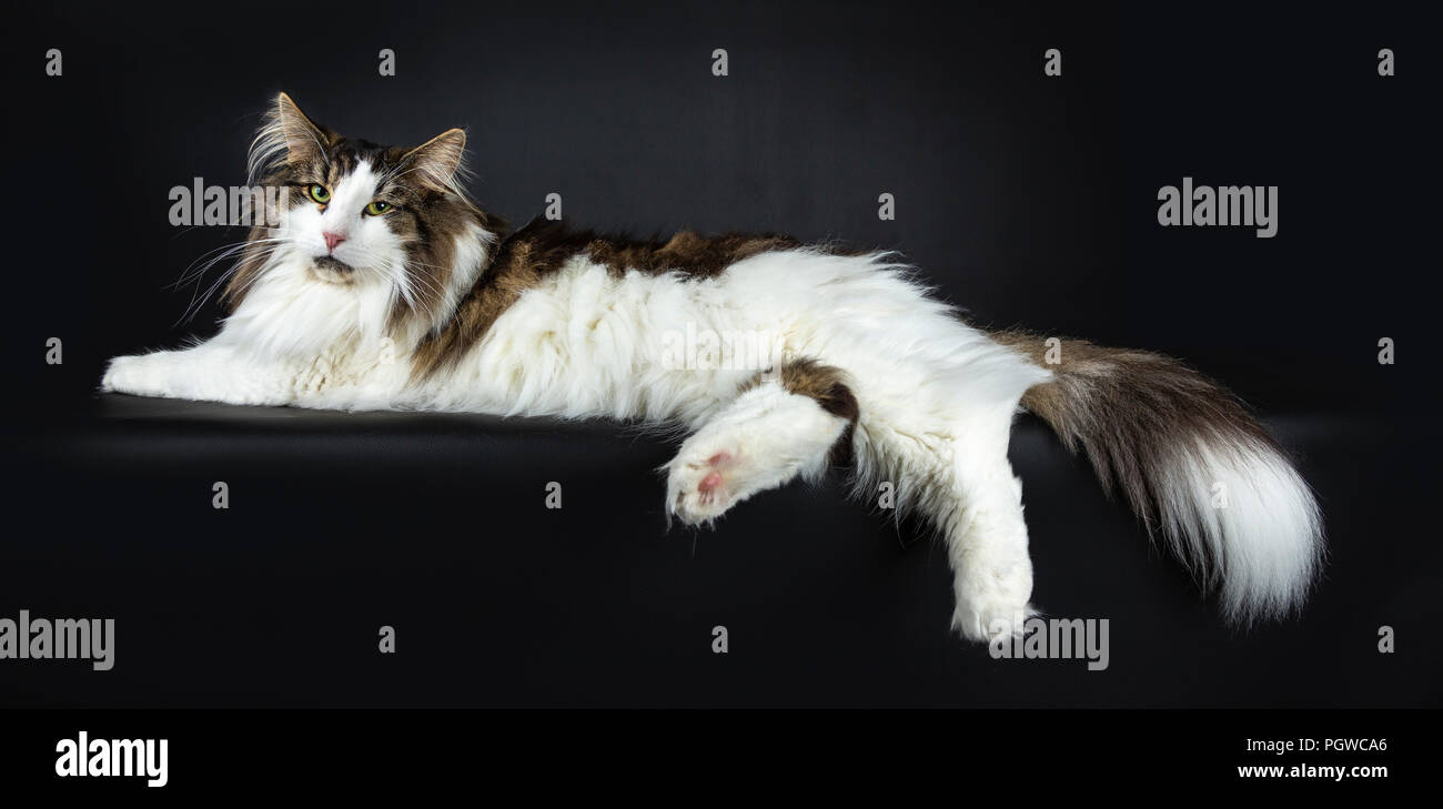 Beau Black Tabby Avec Blanc Chat Norvégien Portant Côté