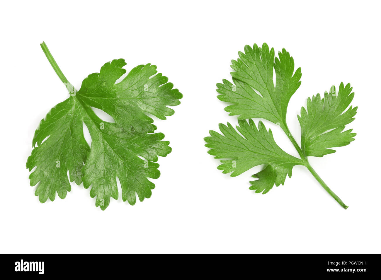Feuilles de coriandre coriandre ou isolé sur fond blanc. Vue d'en haut. Motif de mise à plat Banque D'Images