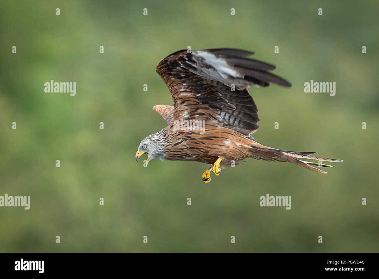 Le profil latéral d'un cerf-volant rouge à travers la photographie à partir de la droite vers la gauche. Banque D'Images