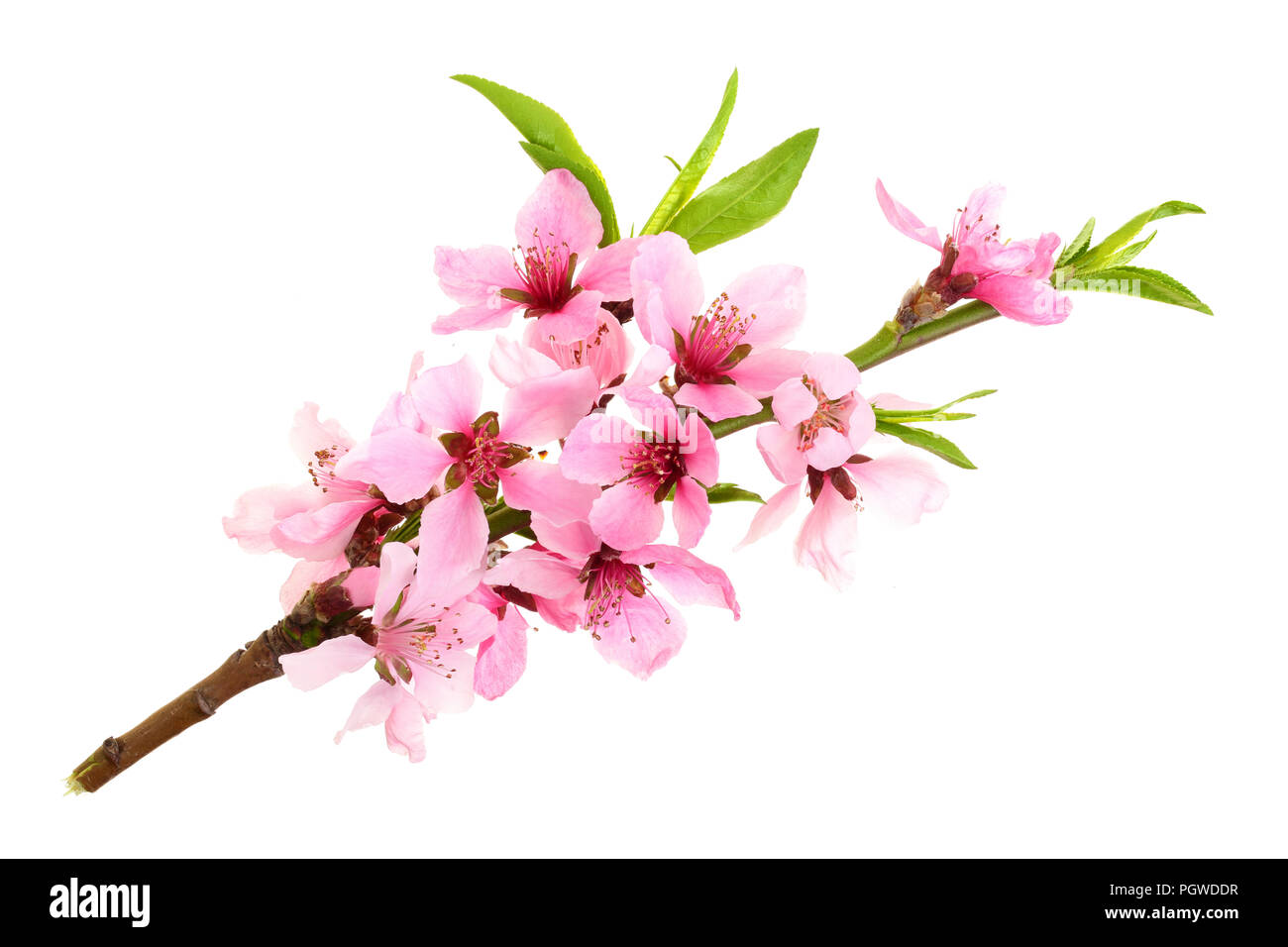 Fleur De Cerisier Fleurs De Sakura Isolé Sur Fond Blanc