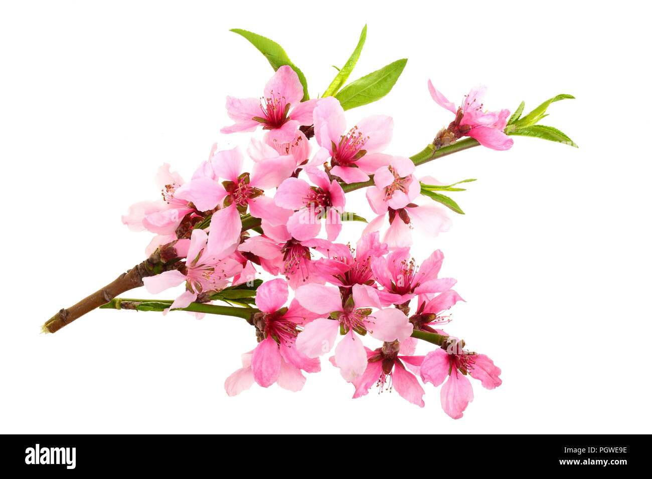 Fleur de cerisier, fleurs de Sakura isolé sur fond blanc Banque D'Images