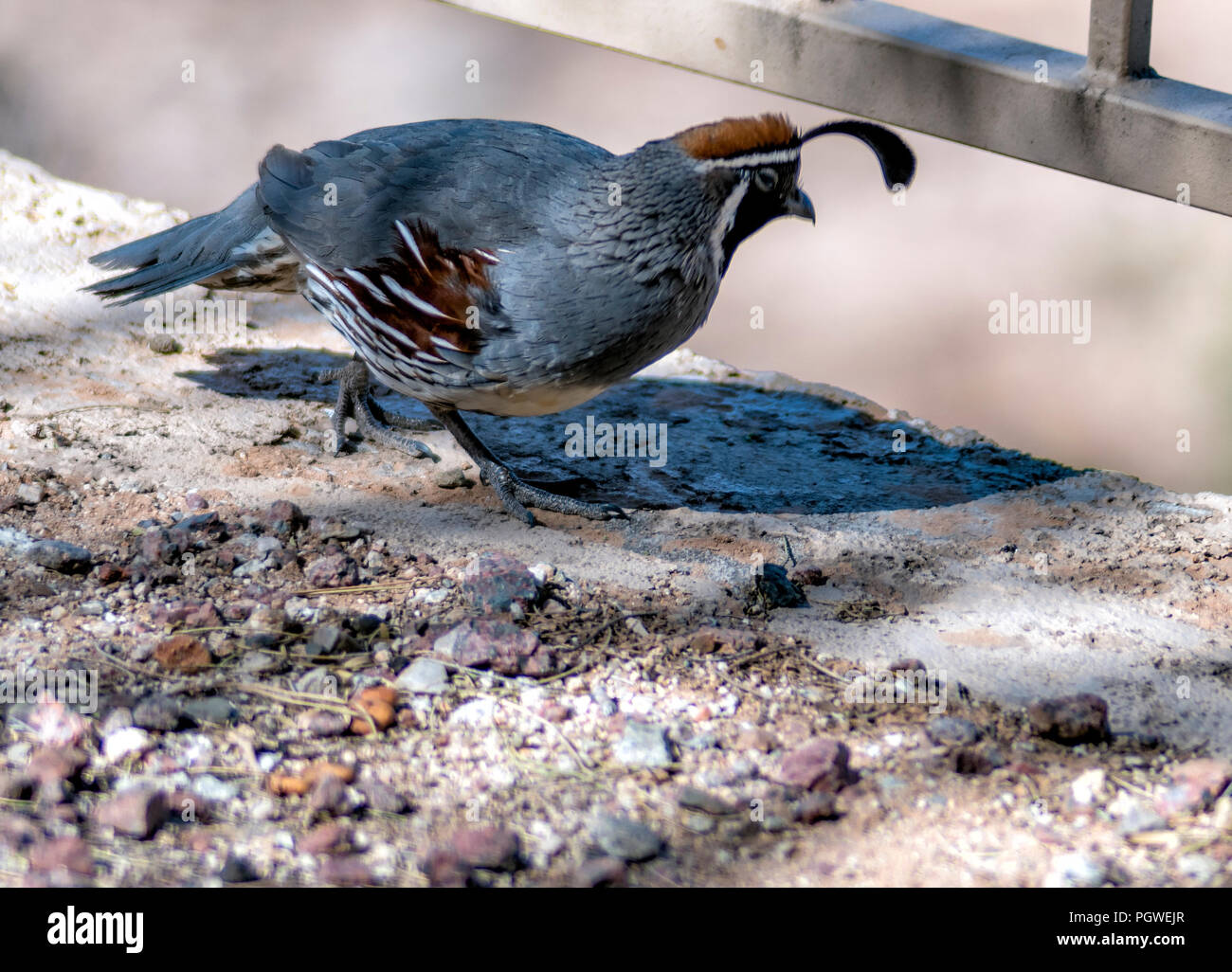 La caille de Gambel sur patio à côté de clôture garde-corps. Banque D'Images