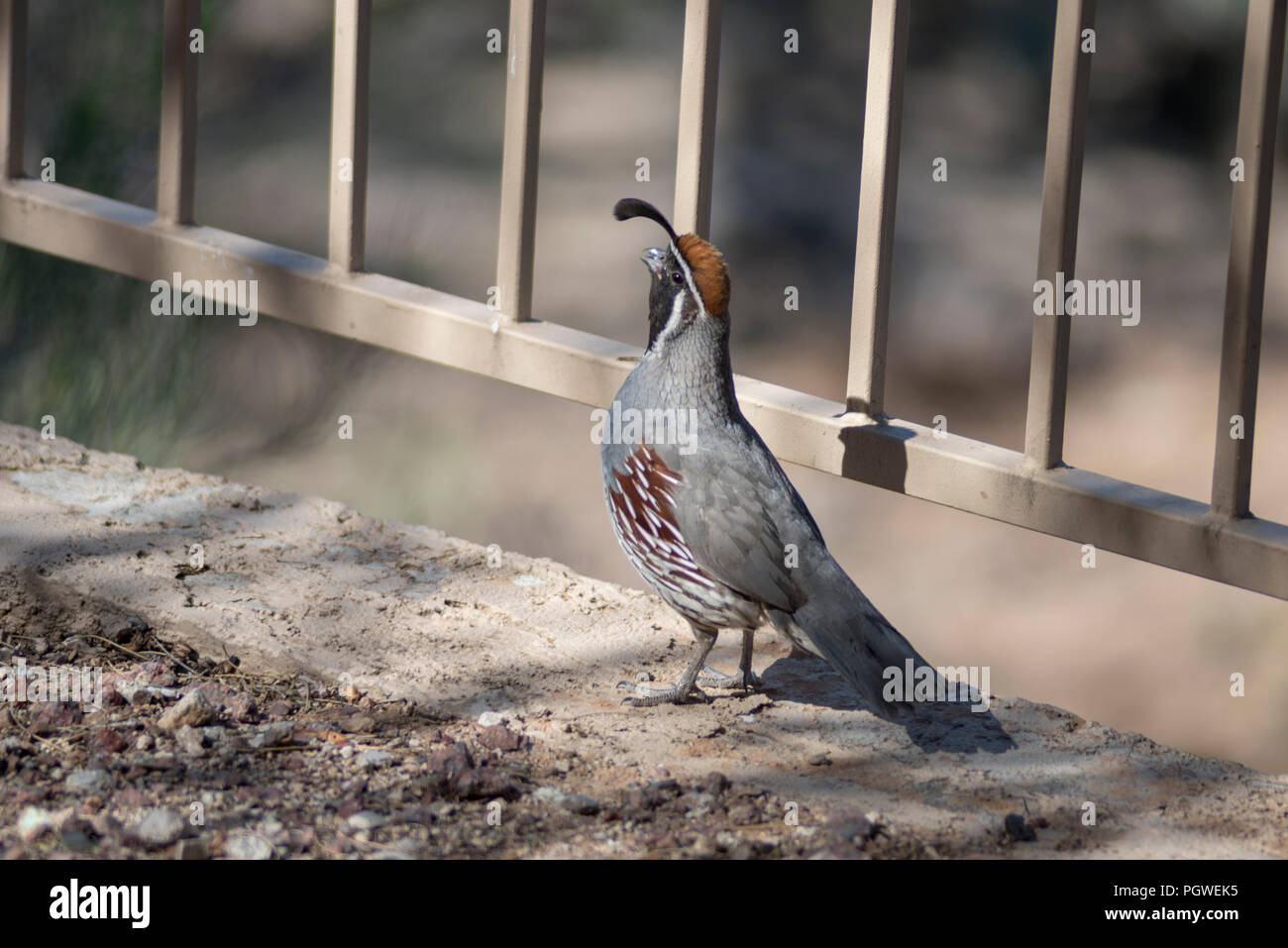 La caille de Gambel sur patio à côté de clôture garde-corps. Banque D'Images