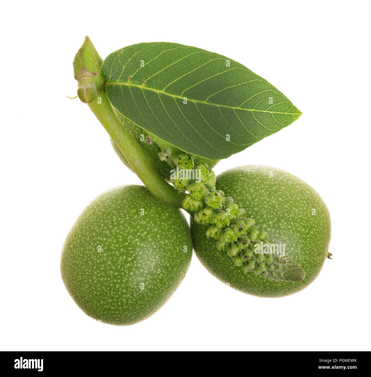 Noix verte et fleur isolé sur fond blanc Banque D'Images