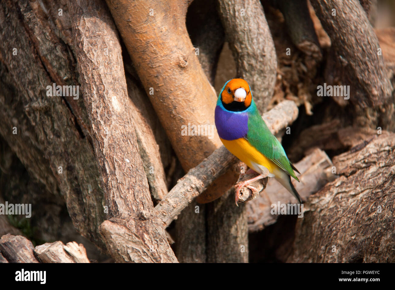L'Gouldian finch ou Erythrura gouldiae, homme, aka the Lady Gouldian Finch, Goulds finch ou l'arc en ciel finch Banque D'Images