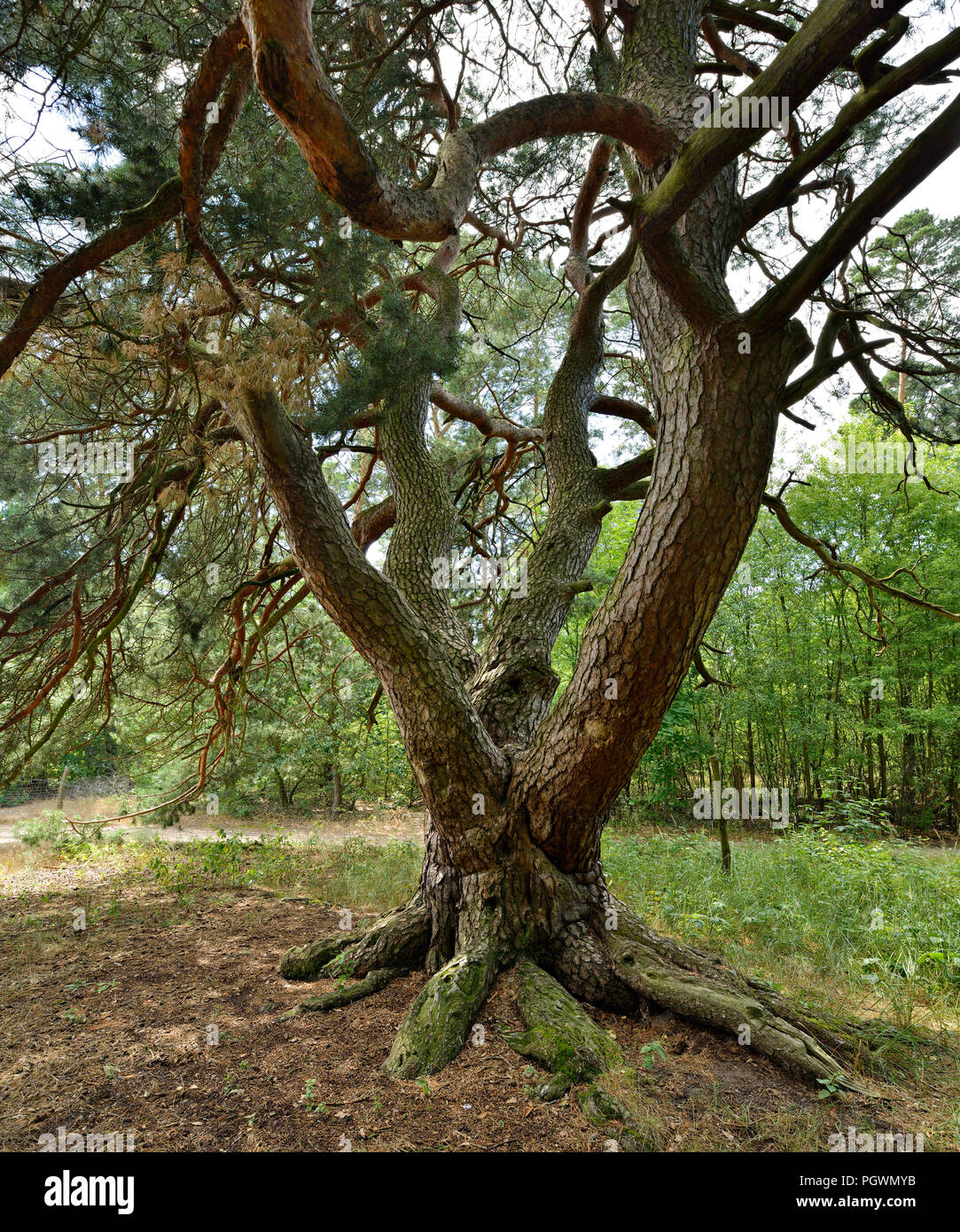 Le Malerkiefer, quatre tiges de pin sylvestre (Pinus sylvestris), monument naturel, Storkow, Brandebourg, Allemagne Banque D'Images