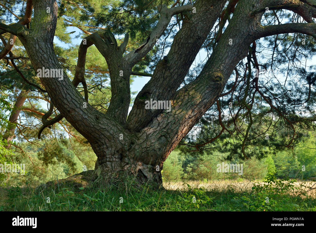 Le Malerkiefer, quatre tiges de pin sylvestre (Pinus sylvestris), monument naturel, Storkow, Brandebourg, Allemagne Banque D'Images
