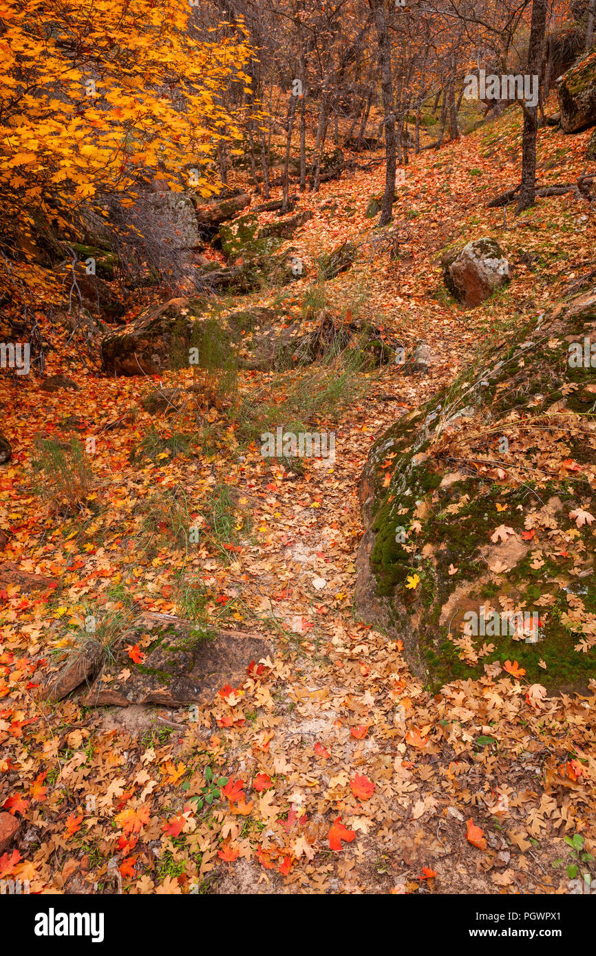 Les feuilles tombées en automne le long chemin dans Zion National Park, Utah Banque D'Images