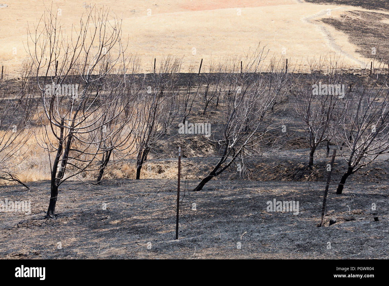 Combustion contrôlée (brûlage dirigé) de végétation sèche - California USA Banque D'Images