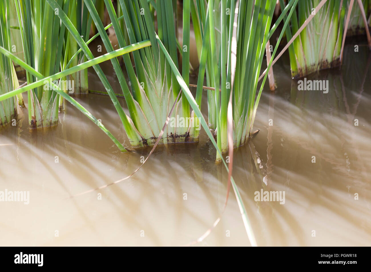 La base des feuilles de roseaux communs reed, alias reedmace, timide, (Typha latifolia) - California USA Banque D'Images