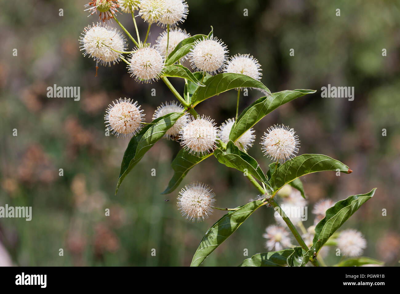 Céphalanthe occidental, aka céphalanthe occidental commun, bouton-willow, miel-bells (Cephalanthus occidentalis), en pleine floraison - California USA Banque D'Images