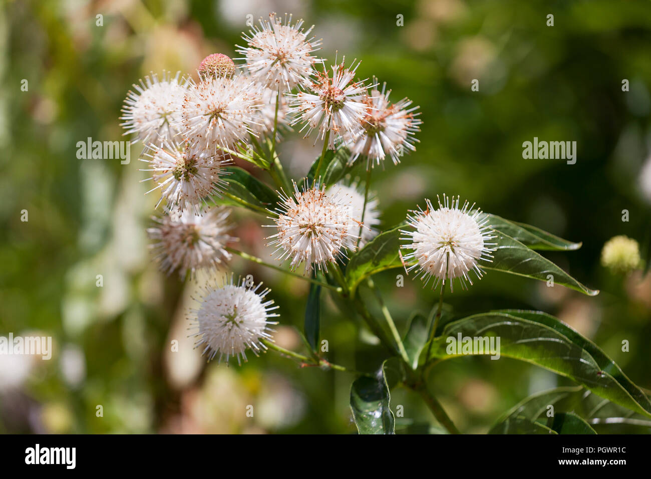 Céphalanthe occidental, aka céphalanthe occidental commun, bouton-willow, miel-bells (Cephalanthus occidentalis), en pleine floraison - California USA Banque D'Images
