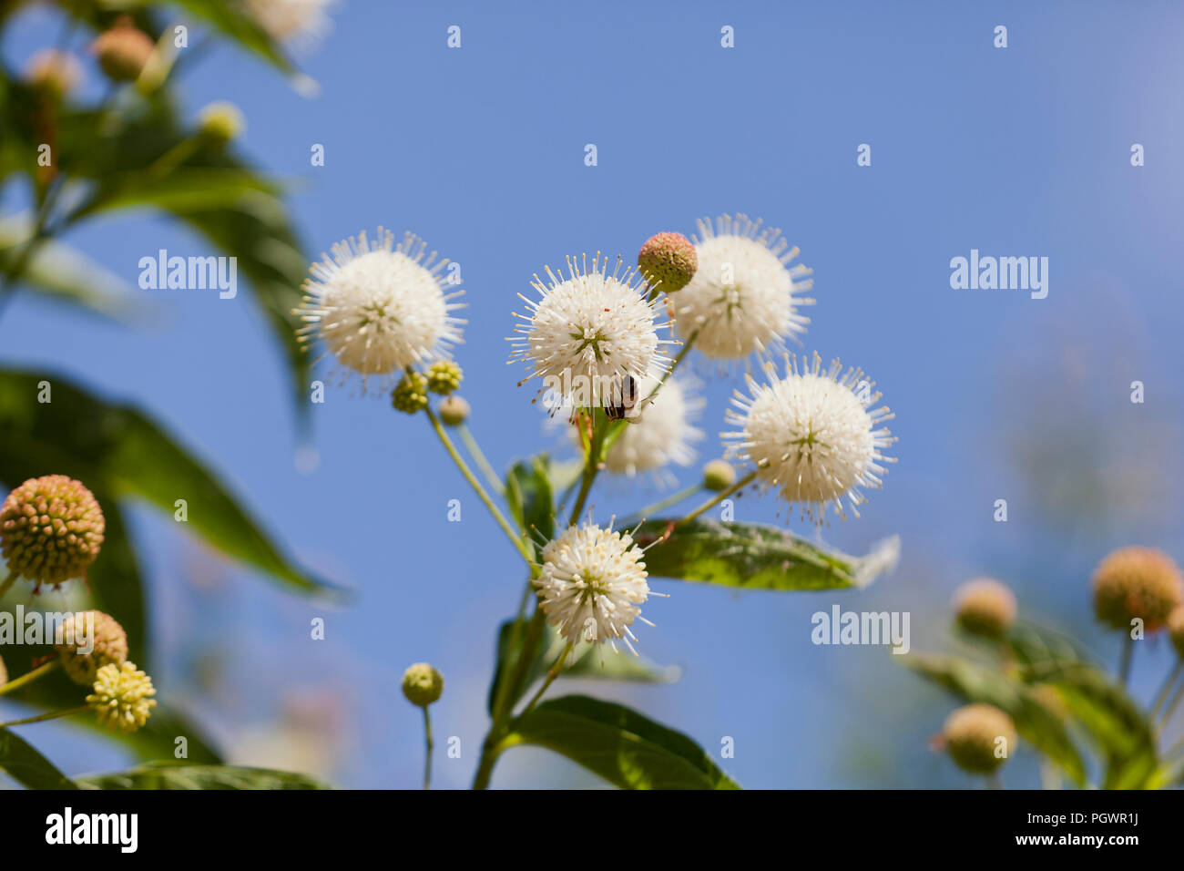 Céphalanthe occidental, aka céphalanthe occidental commun, bouton-willow, miel-bells (Cephalanthus occidentalis), en pleine floraison - California USA Banque D'Images