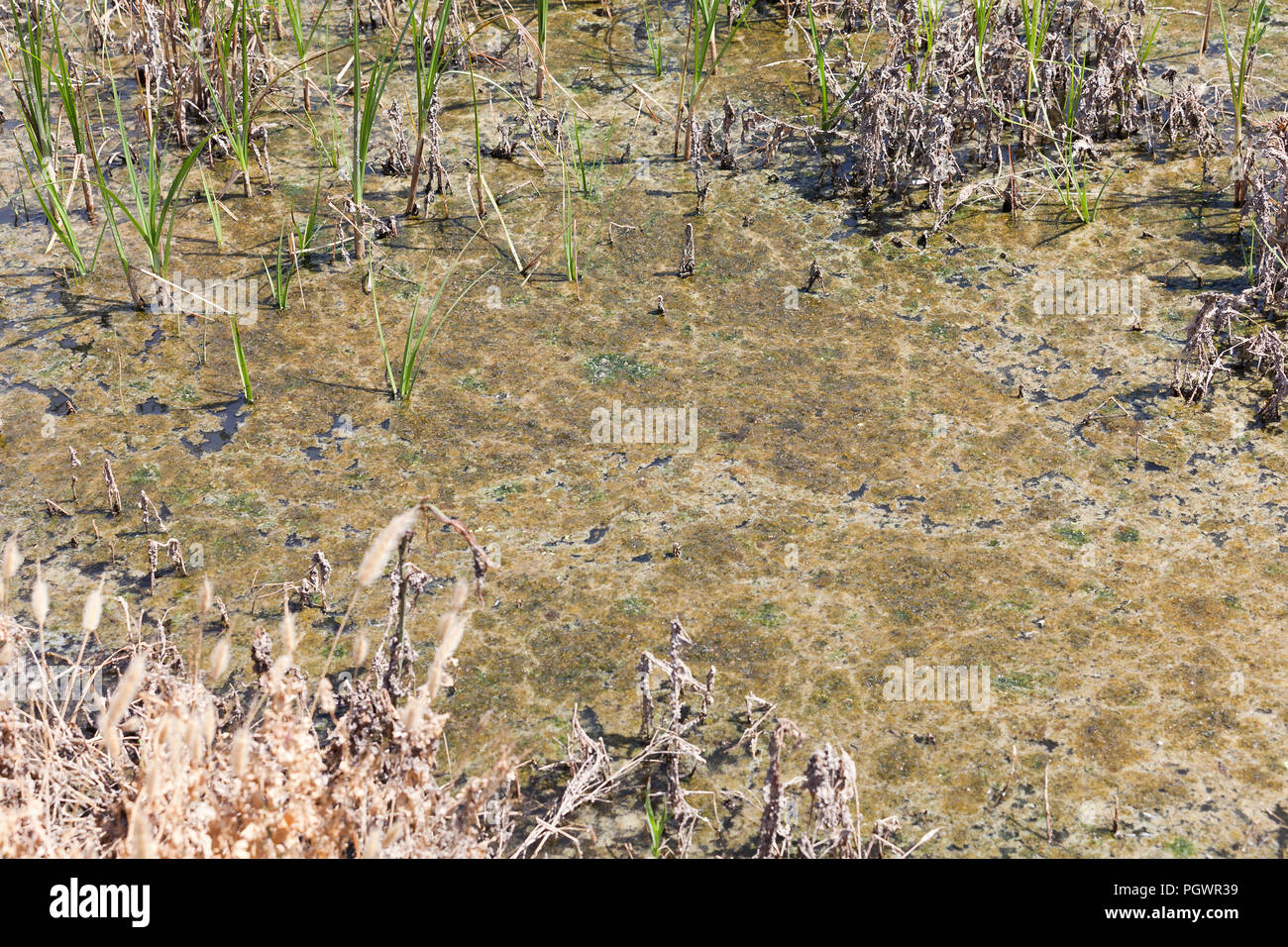 La prolifération des algues dans l'étang (algues) - California USA Banque D'Images