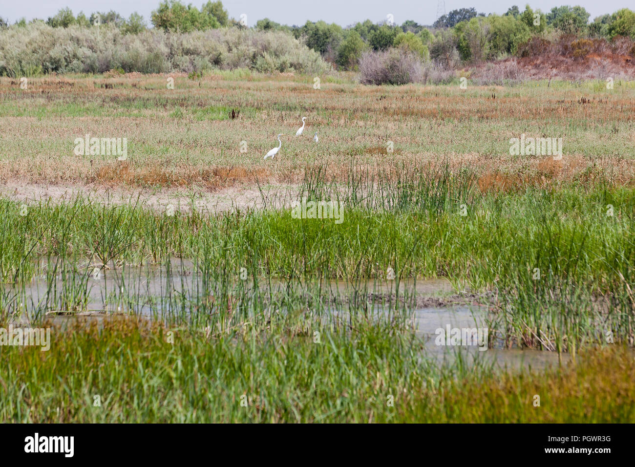 Les grandes aigrettes (Ardea alba) se reposant dans les zones humides et les prairies area à San Joaquin River National Wildlife Refuge, le Centre de la Californie USA Banque D'Images