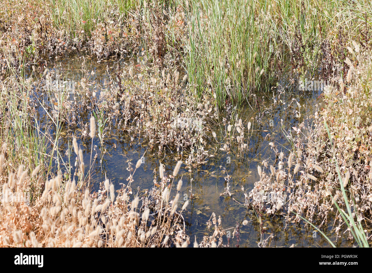 Près des zones humides dans la région de San Joaquin River National Wildlife Refuge, California USA Banque D'Images