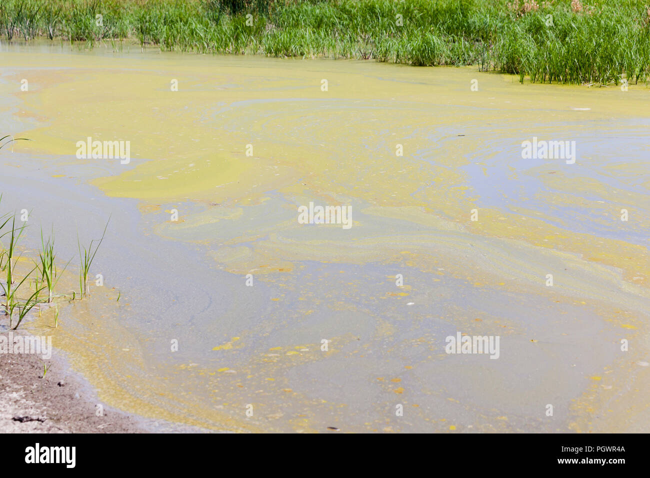 La prolifération des algues dans l'étang (algues) - California USA Banque D'Images