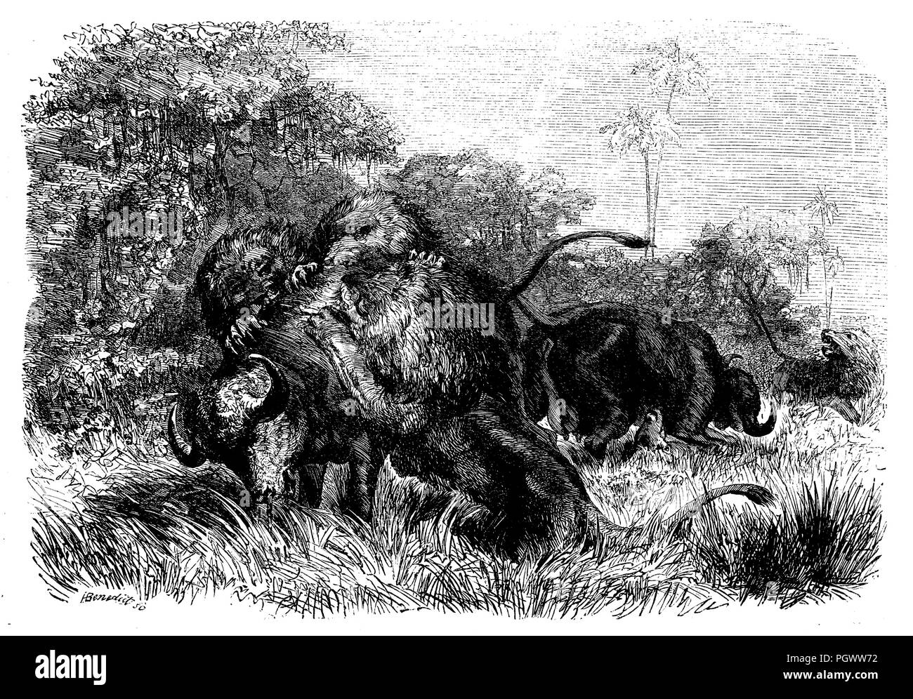 Lutte entre Buffalo et lion, H Benoît Banque D'Images