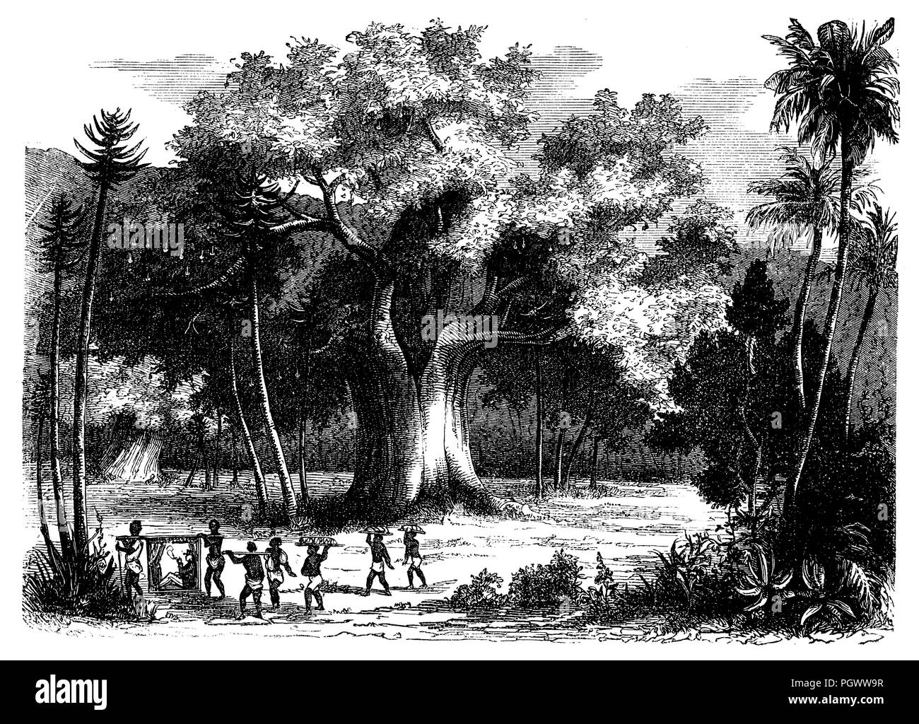 Repos sous un baobab, Banque D'Images