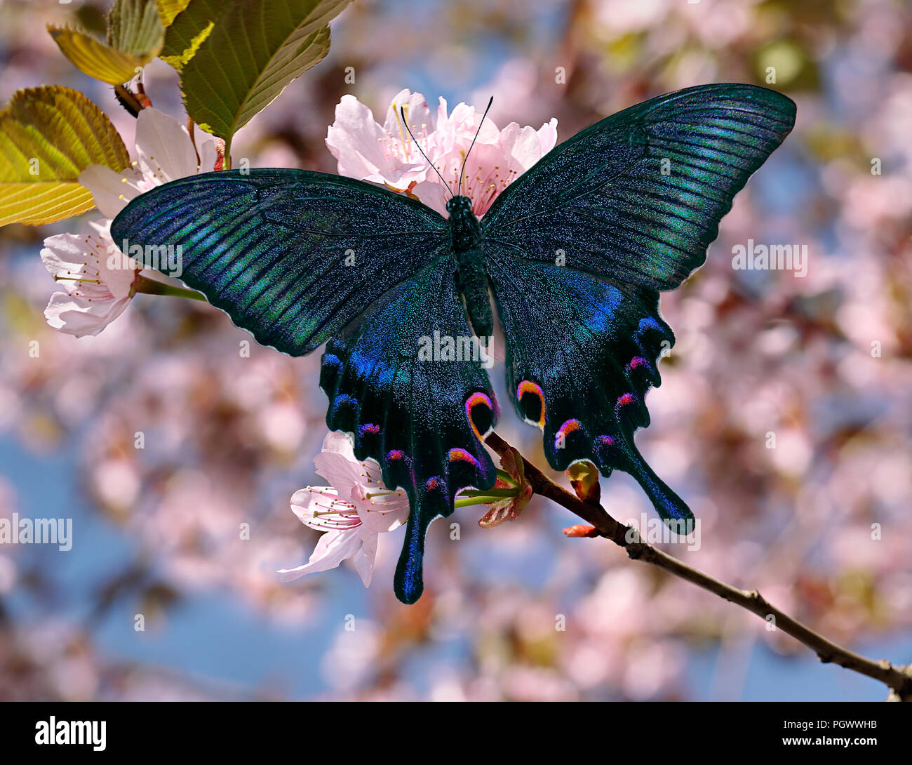 Butterfly Papilio maackii alpin ou swallowtail noir ou bleu, de la Famille des Papilionidae machaon, sur Rose Sakura ou oriental cherry blossom with blurred che Banque D'Images