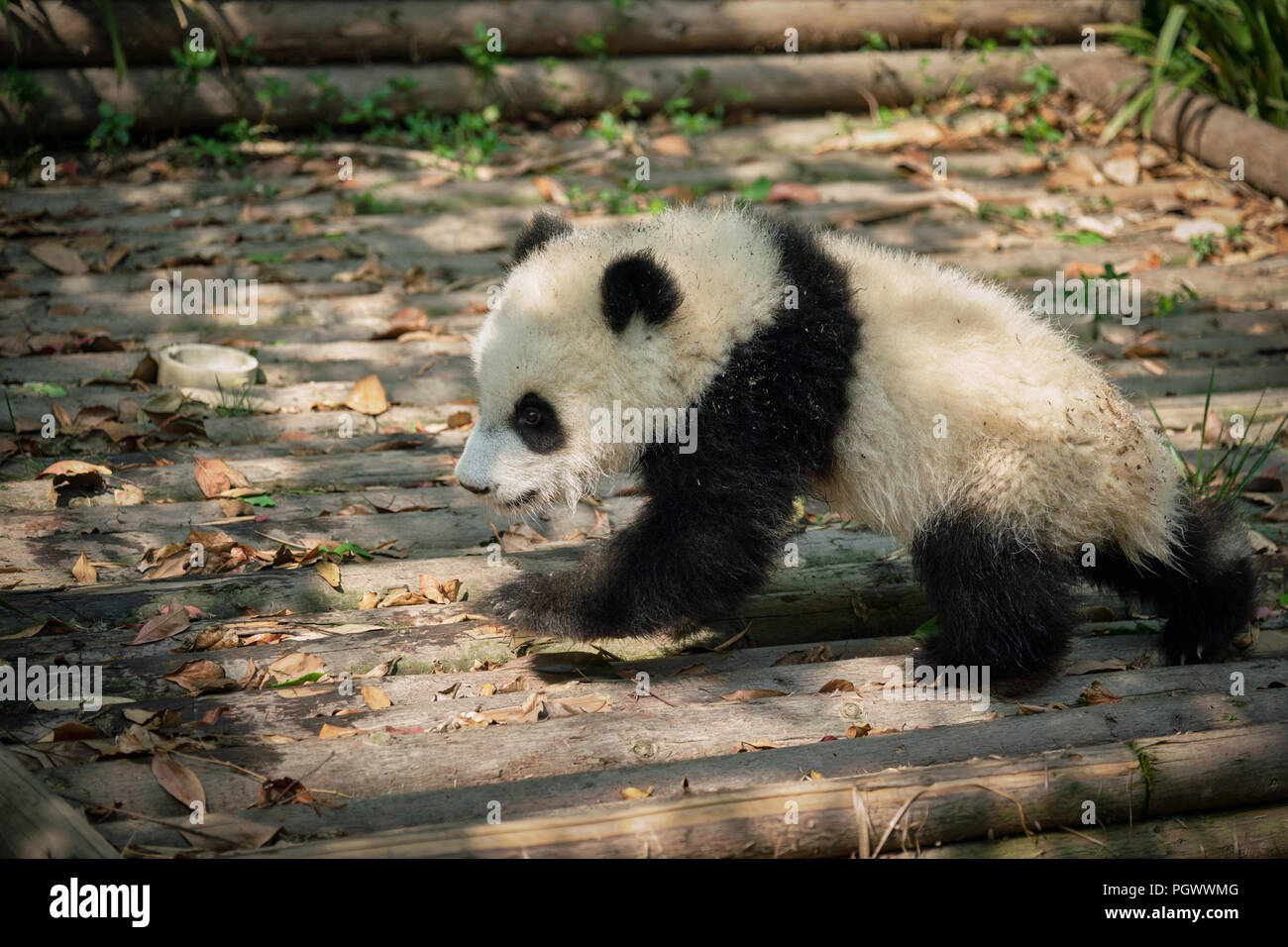 Ours panda géant en Chine Banque D'Images