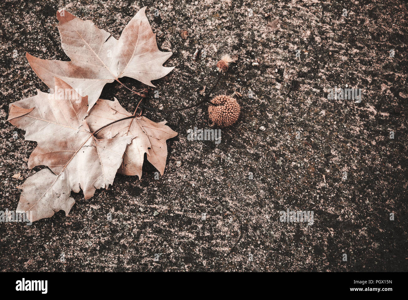 Plan Oriental feuilles et fruits jeter sur sol en pierre naturelle, sombre automne fond photo Banque D'Images