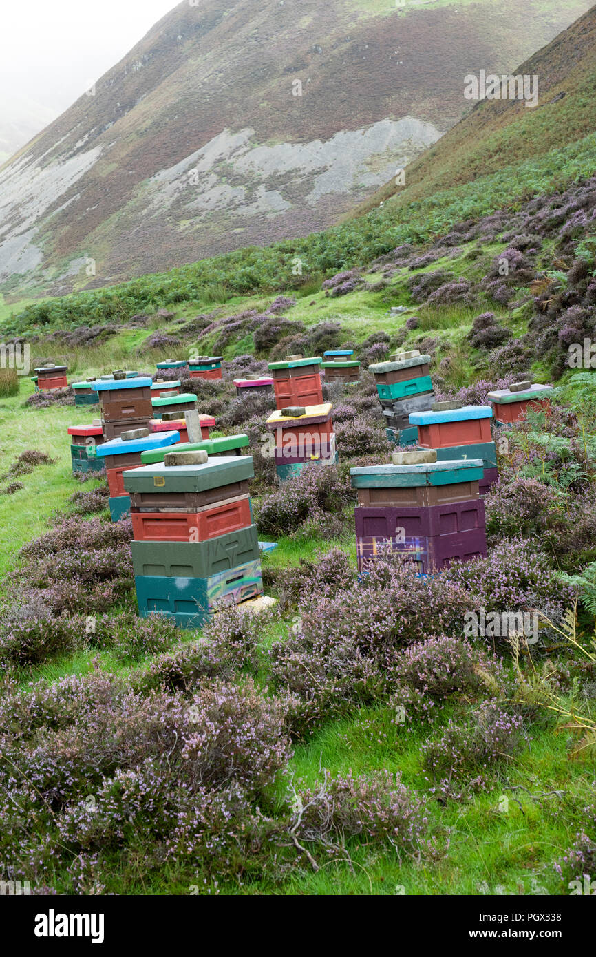 Des ruches le long des Mennock Pass, dans les collines Lowther, Dumfries et Galloway, Écosse Banque D'Images