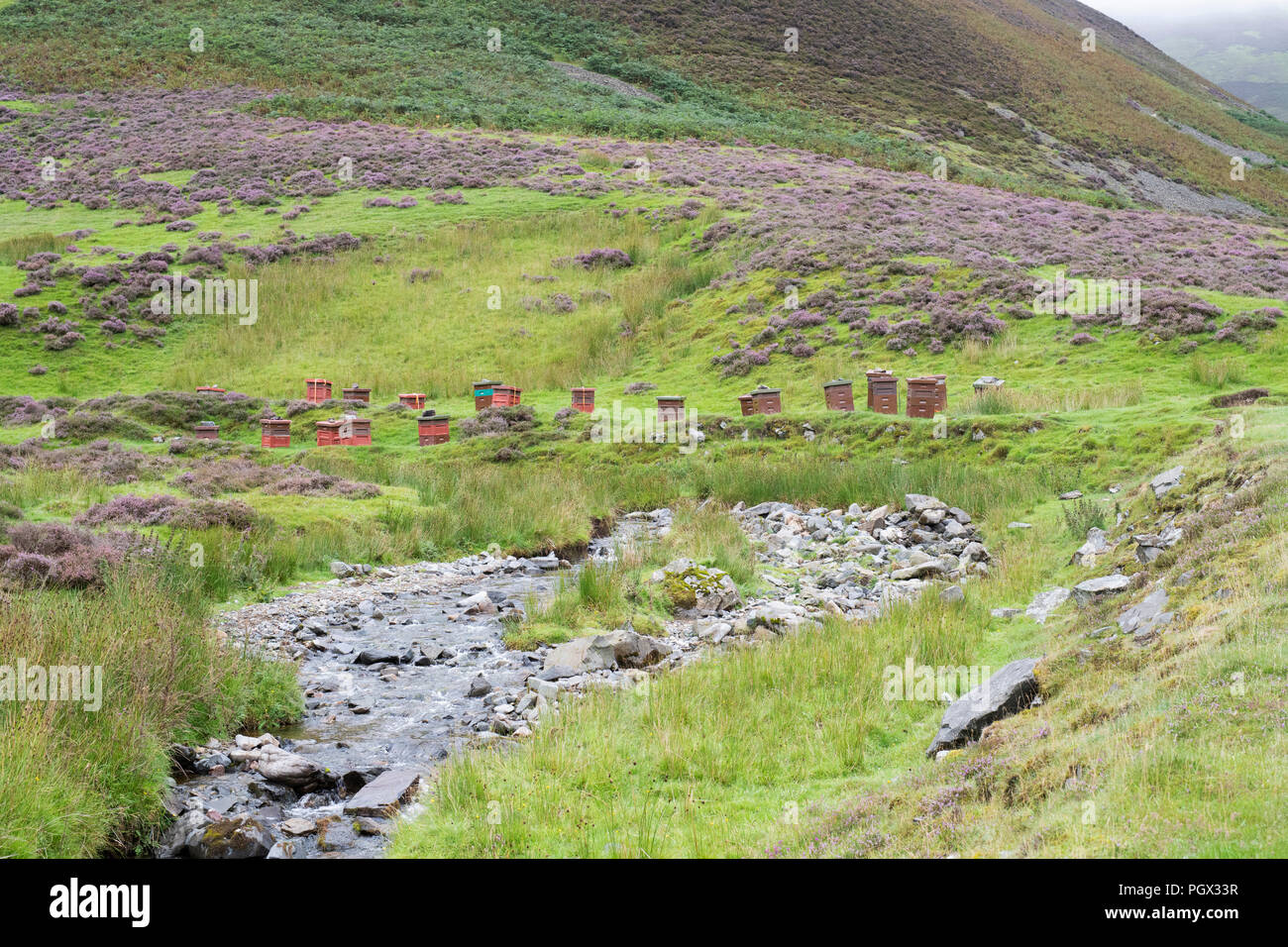 Des ruches le long des Mennock Pass, dans les collines Lowther, Dumfries et Galloway, Écosse Banque D'Images