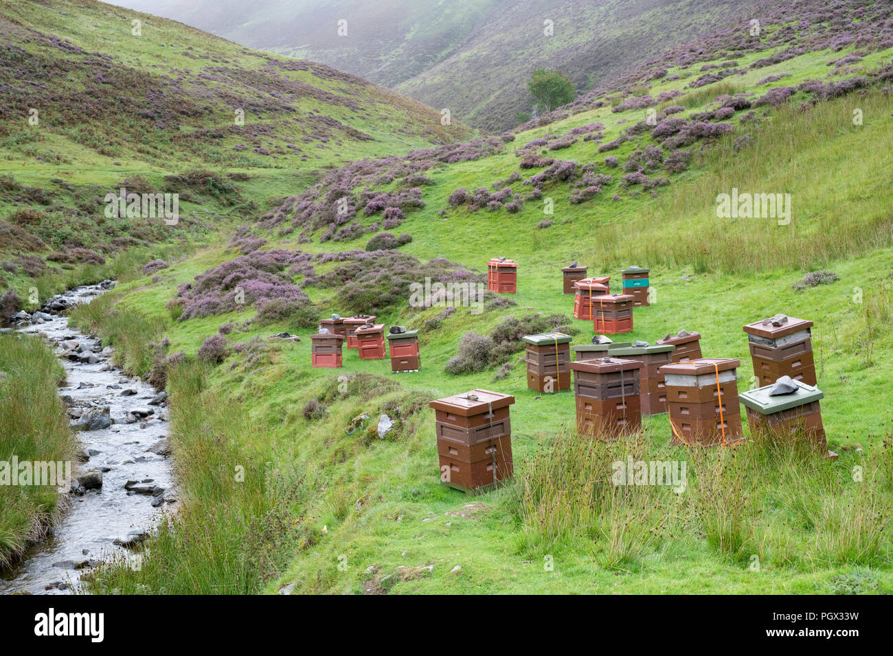 Des ruches le long des Mennock Pass, dans les collines Lowther, Dumfries et Galloway, Écosse Banque D'Images