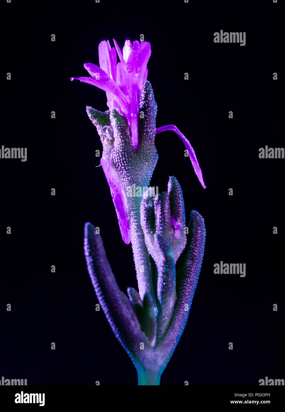 Une fabrique de pourpre fleur brille sous la lumière ultraviolette Banque D'Images