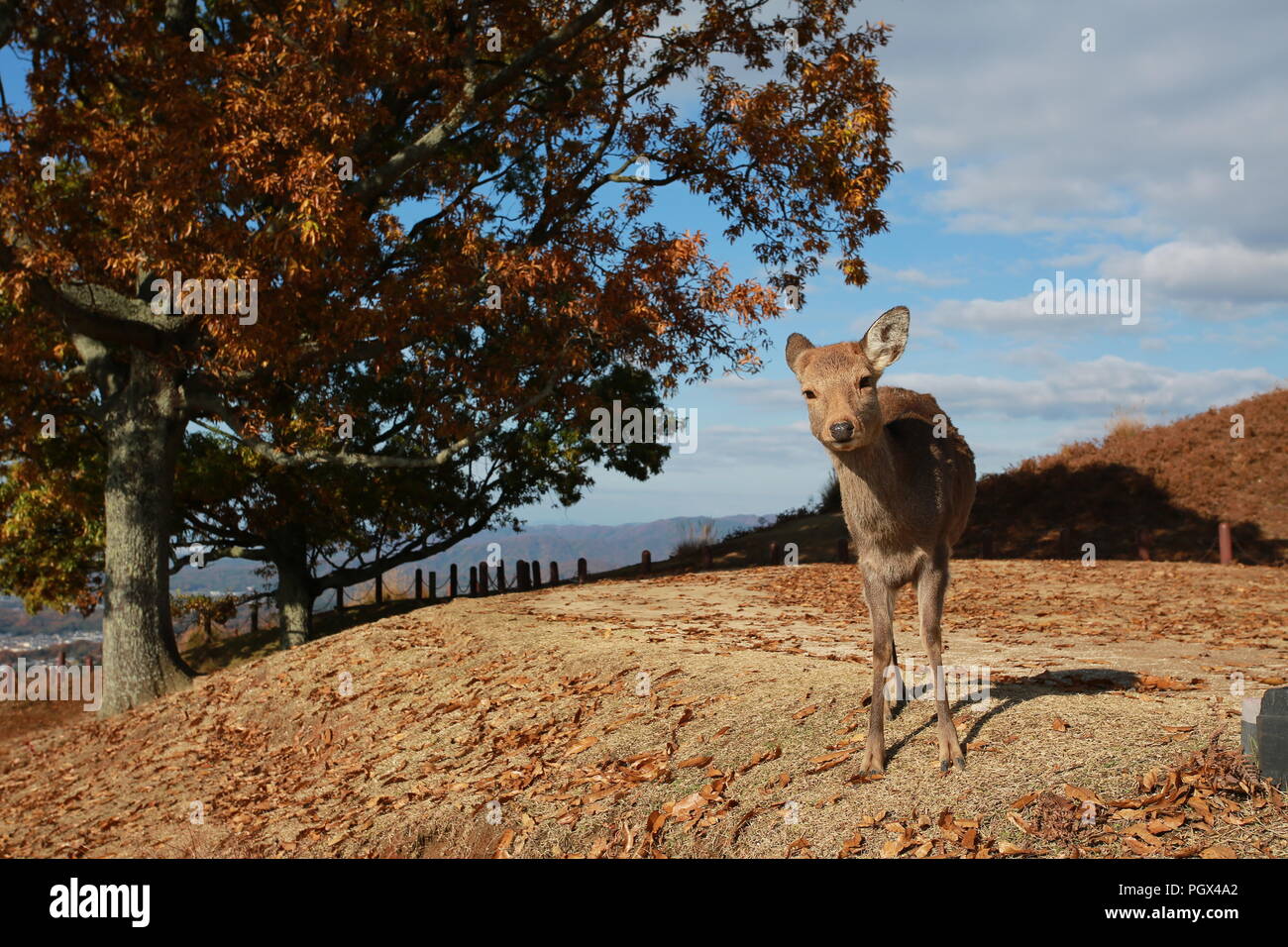 Cerf sika japonais à Nara, le Mont Wakakusa Banque D'Images