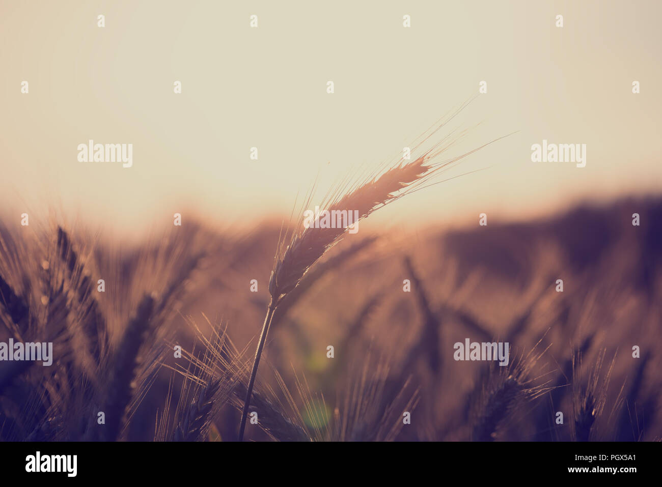 Image style vintage rétro d'un champ de blé au lever du soleil avec des épis de blé de maturation retour éclairé par le soleil avec copyspace sur le ciel dans un secteur agricole un Banque D'Images