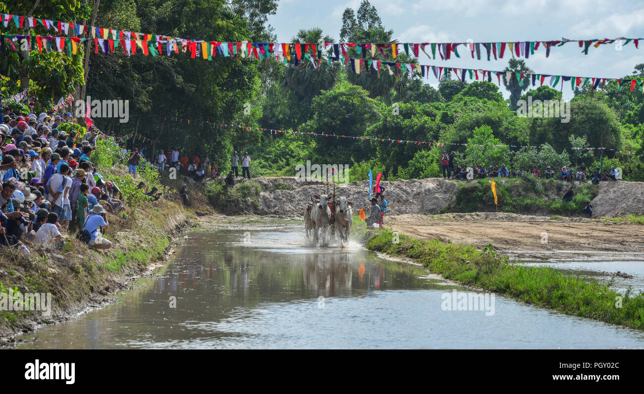 Chau Doc, Vietnam - Sep 3, 2017. Les vaches (ox) racing sur champ de riz à Chau Doc, le Vietnam. Le ox racing à Chau Doc, a une vieille tradition. Banque D'Images