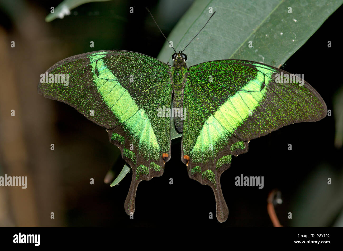 Peacock (Papilio palinurus bagués) - Thaïlande Machaon émeraude Banque D'Images