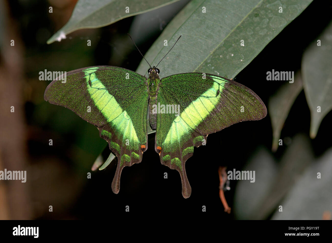Peacock (Papilio palinurus bagués) - Thaïlande Machaon émeraude Banque D'Images