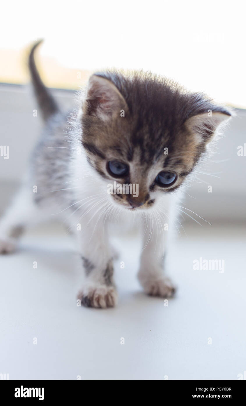 Tabby Chaton Mignon A La Fenetre Adorable Kitty Photo Stock Alamy