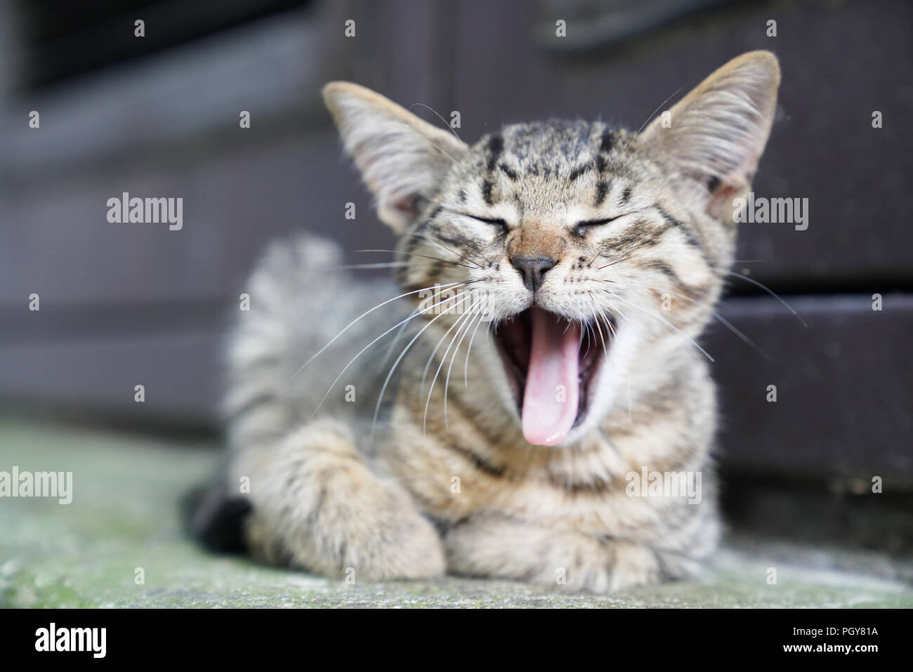 Curieux mignon petit chaton tabby smiling, le bâillement Banque D'Images