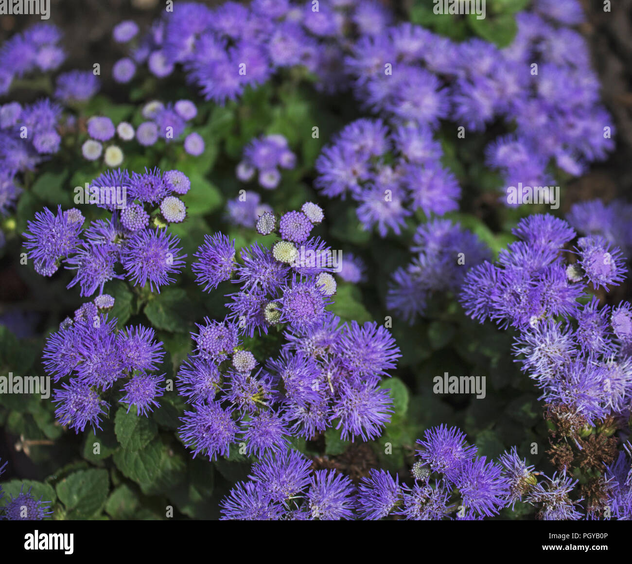 Agérate fleur. Fleurs d'été. Des fleurs de jardin. Fleurs violettes. Banque D'Images