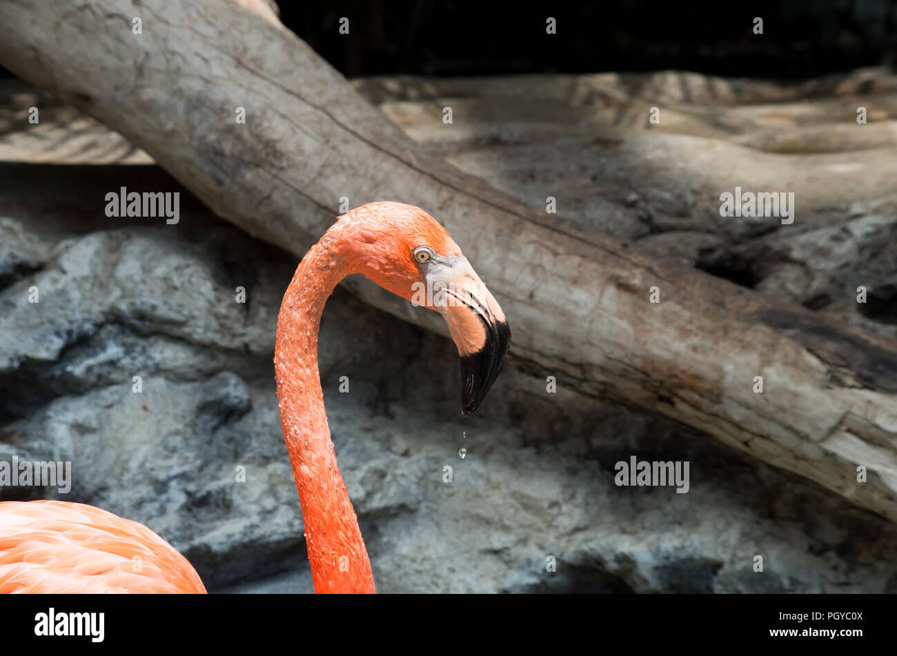 Flamingo, un Américain, à l'égoutture bec Texas State Aquarium à Corpus Christi, Texas USA. En vedette dans l'H-E-B Pièce de la mer des Caraïbes. Banque D'Images