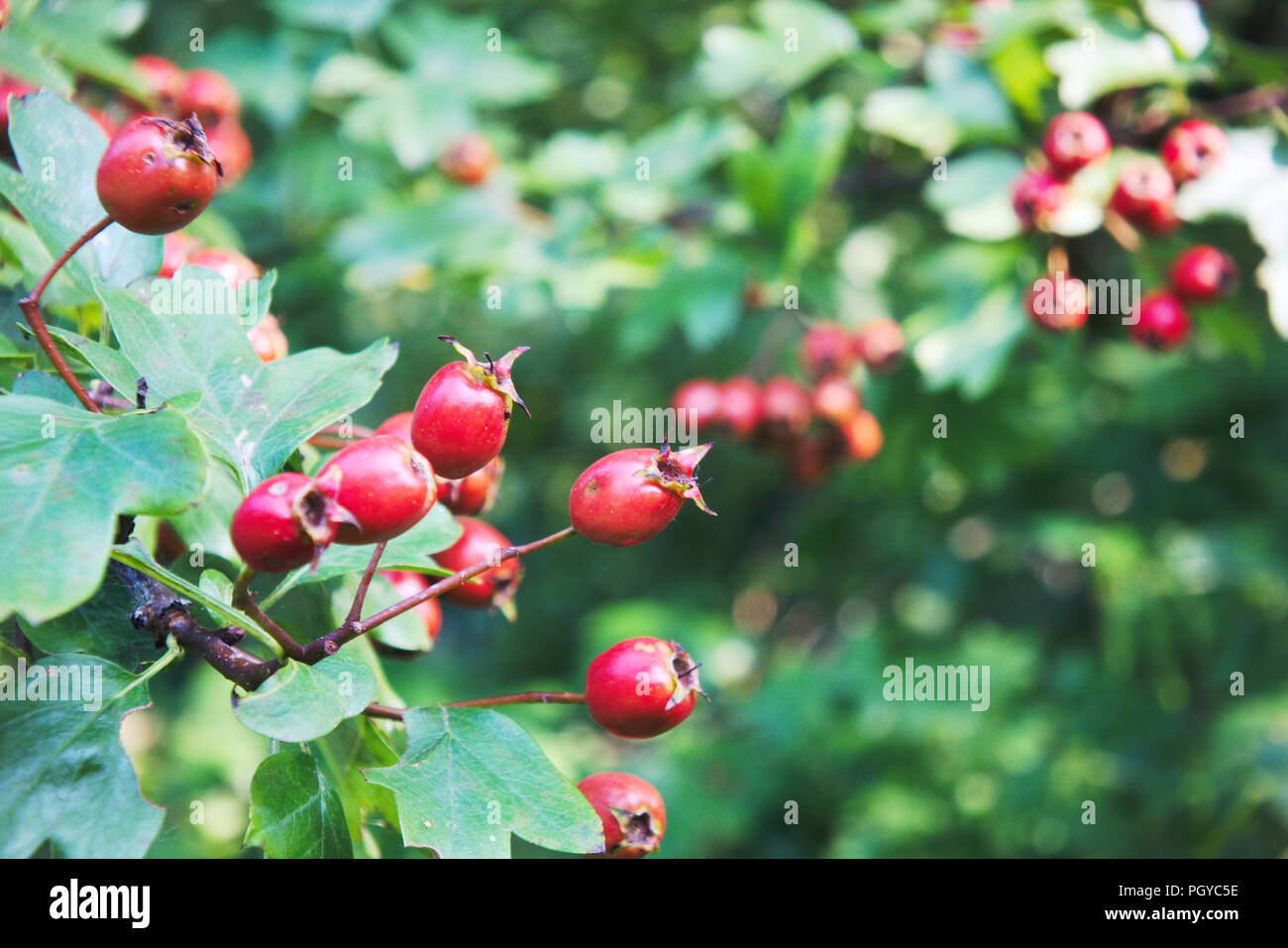 Les baies d'aubépine. Banque D'Images