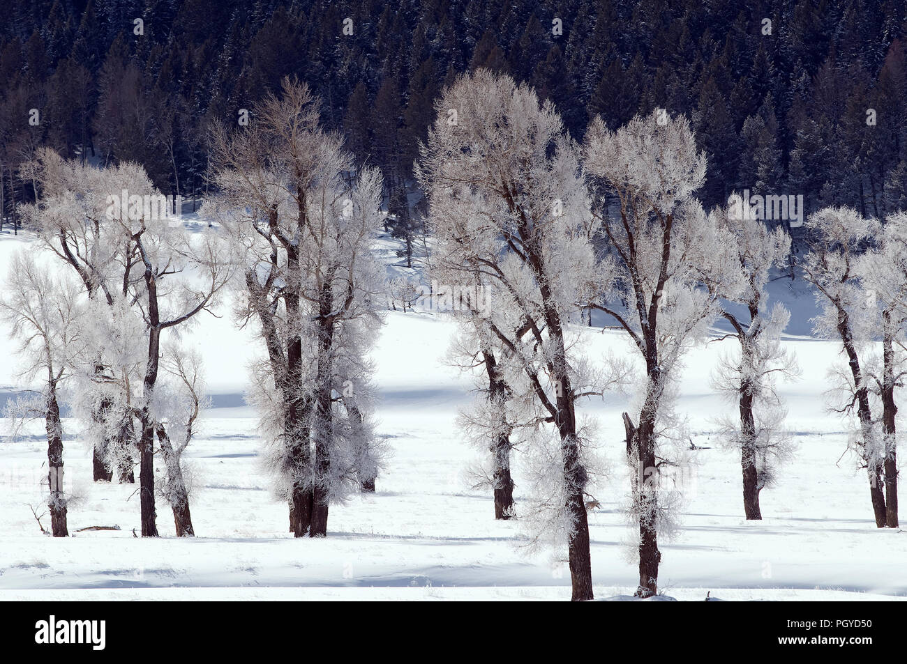 Les arbres gelés - Yellowstone - USA Banque D'Images