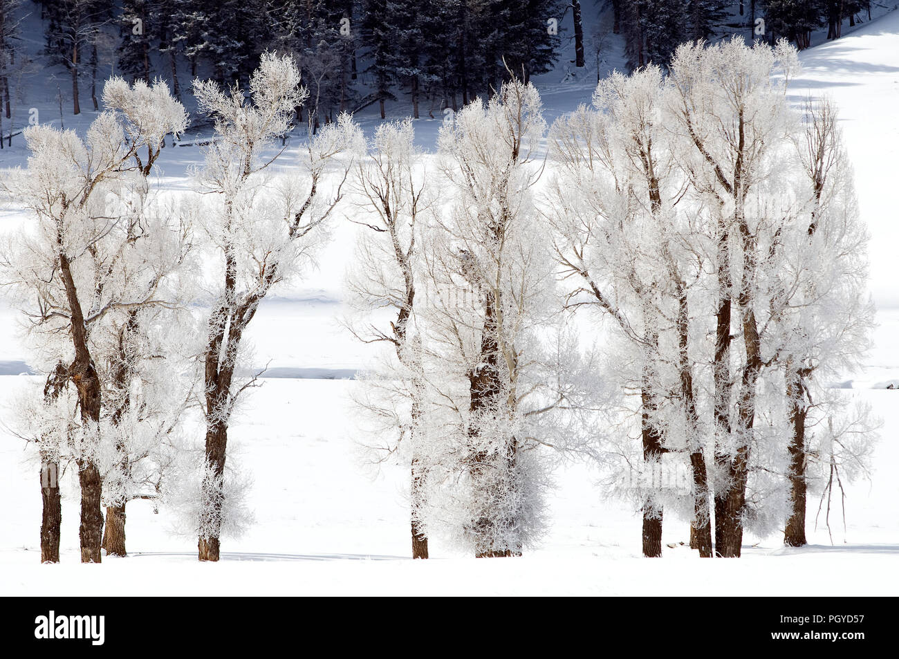 Les arbres gelés - Yellowstone - USA Banque D'Images