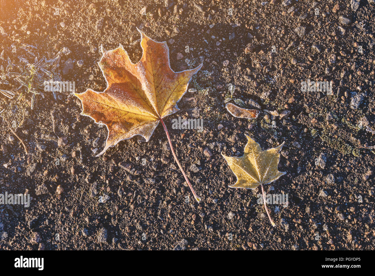 Voir ci-dessus de deux jaunes d'érable feuilles tombées sur le sol en givre. Automne fond concept, vue d'en haut Banque D'Images
