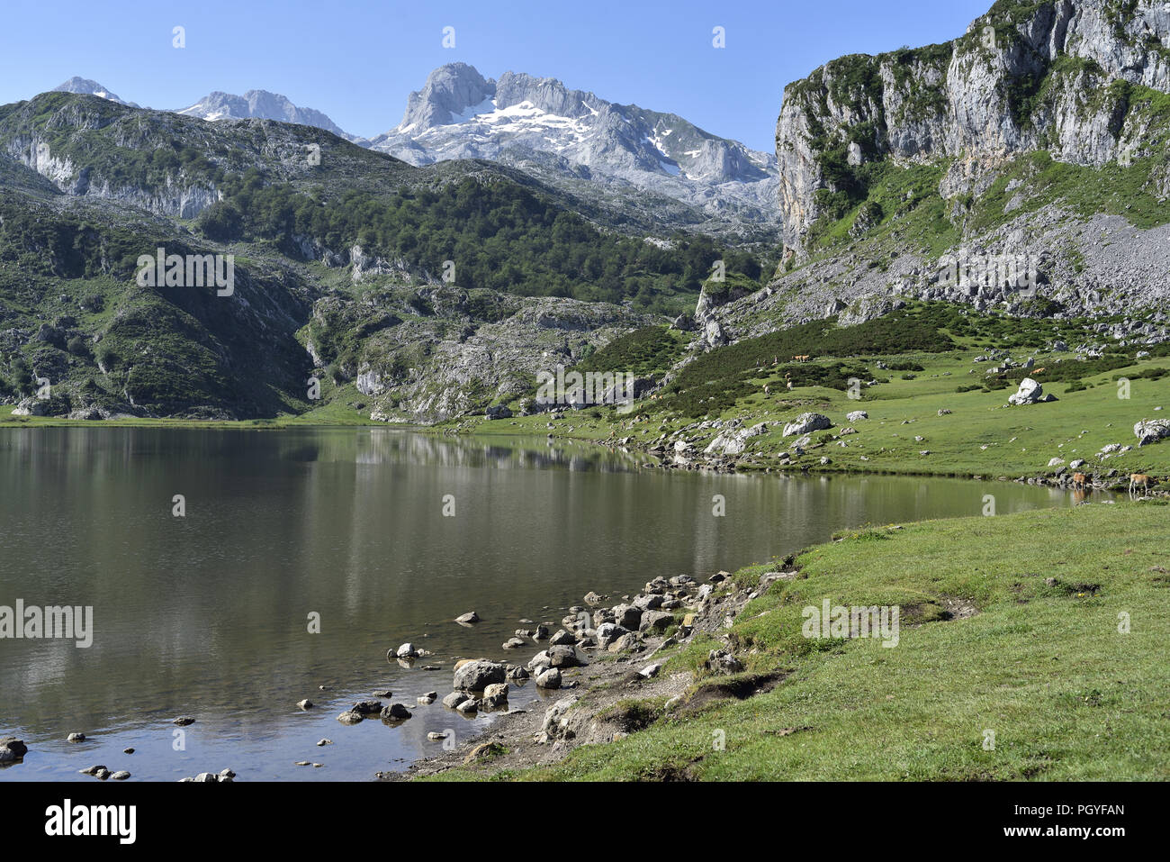 Par Lago de la Ercina, l'un des Lacs de Covadonga, dans les montagnes Picos de Europa dans les Asturies, dans le nord de l'Espagne Banque D'Images