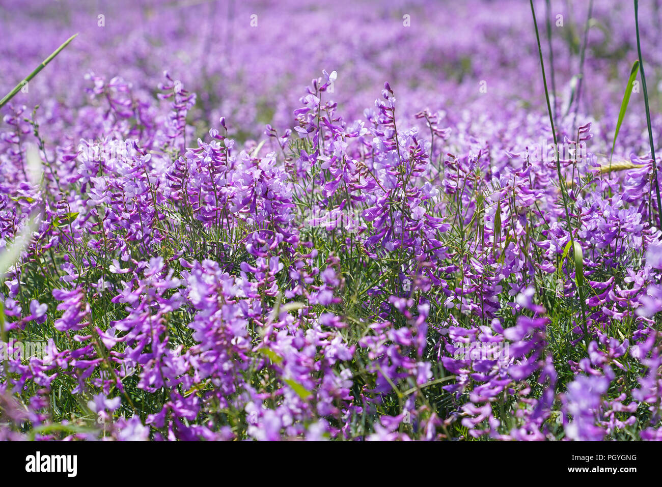 Vicia cracca fleurs dans la nature Banque D'Images