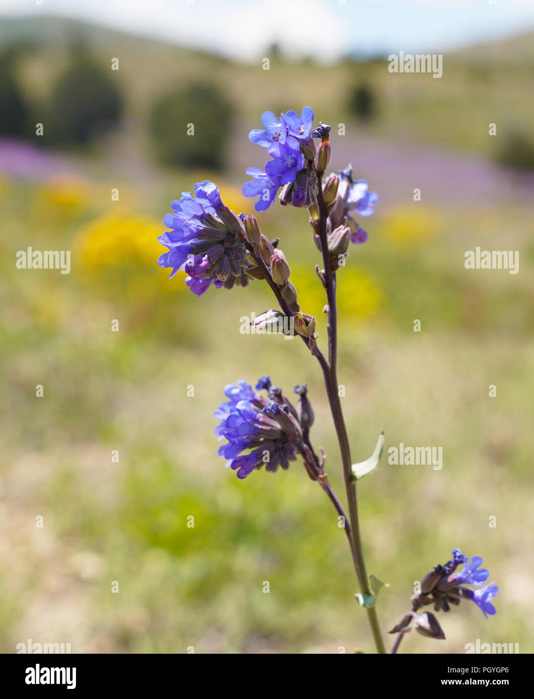 Focus sélectif de Anchusa officinalis connue comme la Vipérine commune commune ou orcanette Banque D'Images